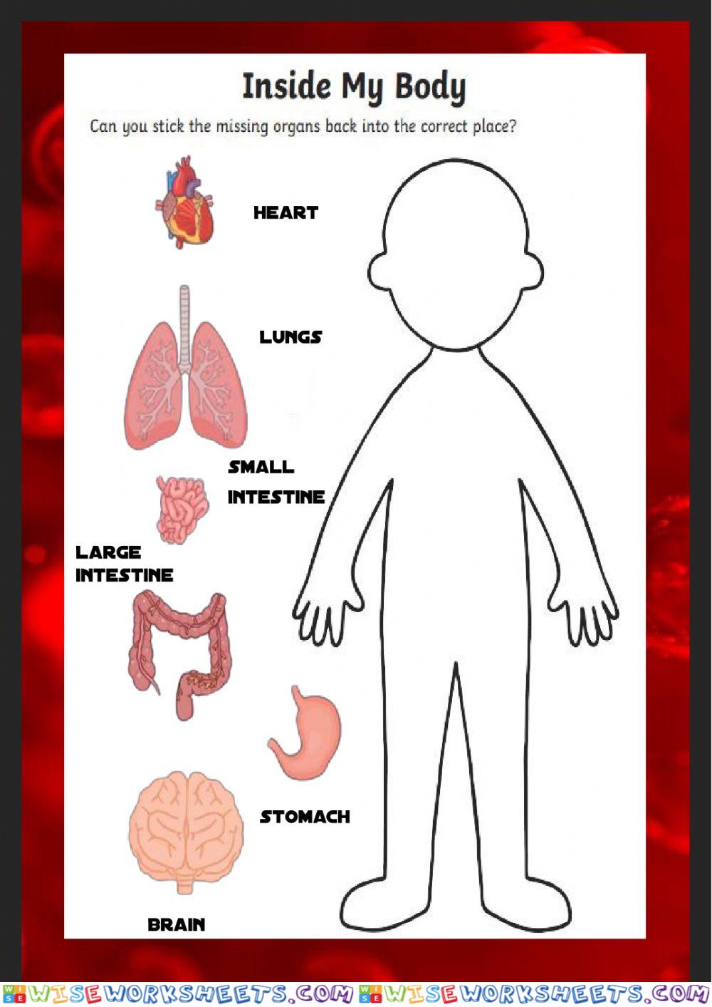 Human Organs