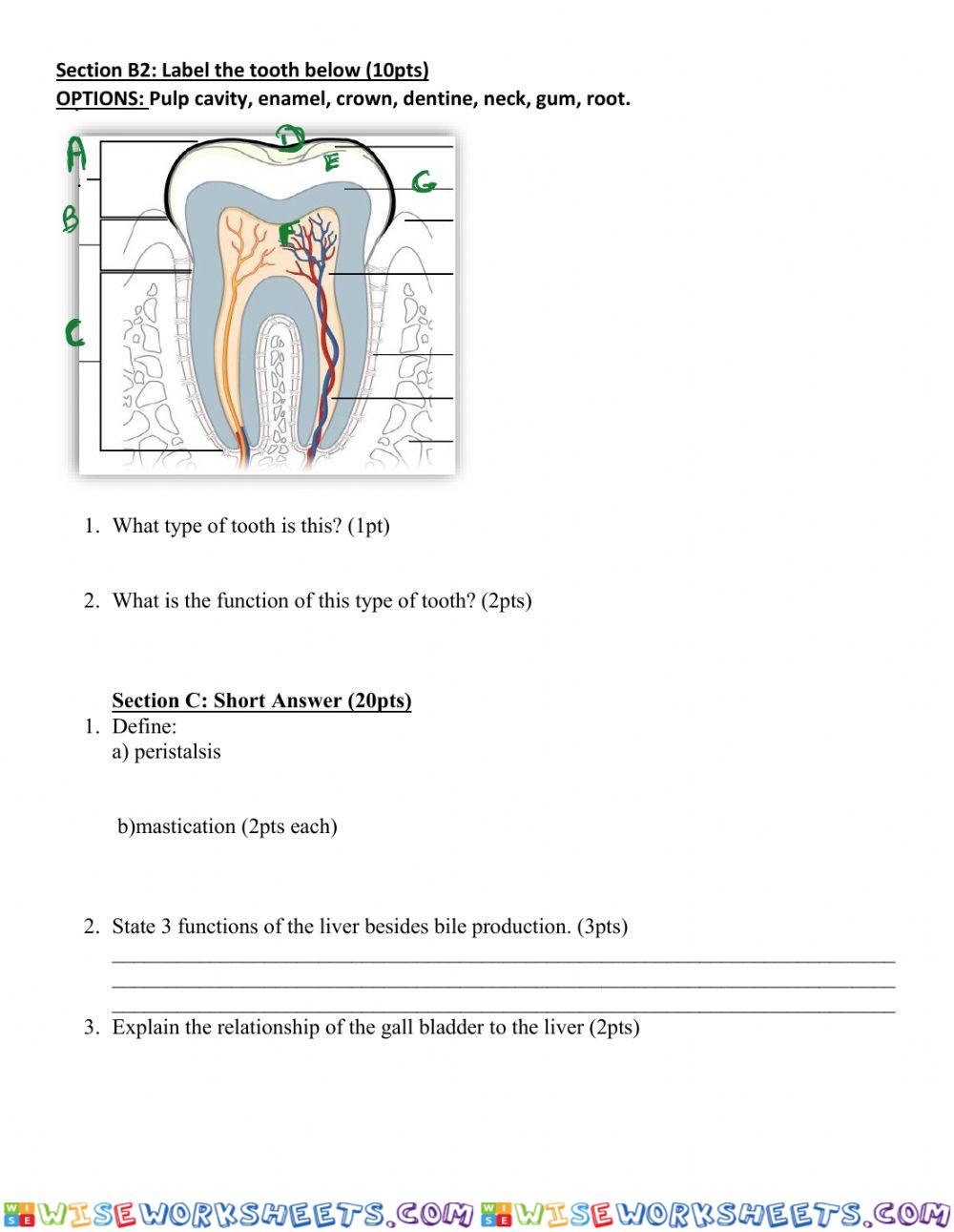 worksheet