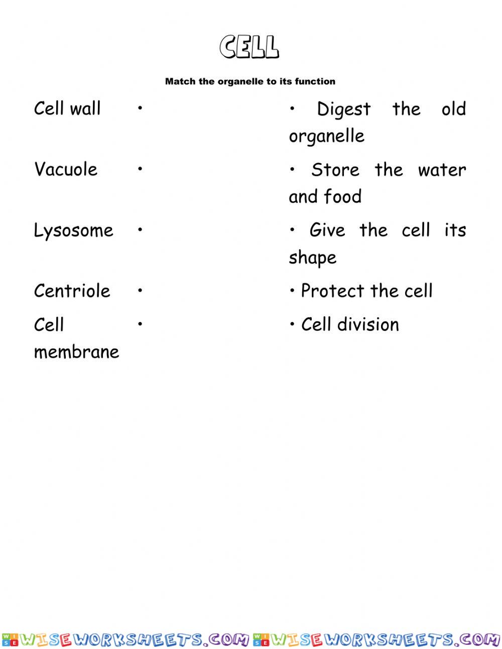 Cell, tissue and organ