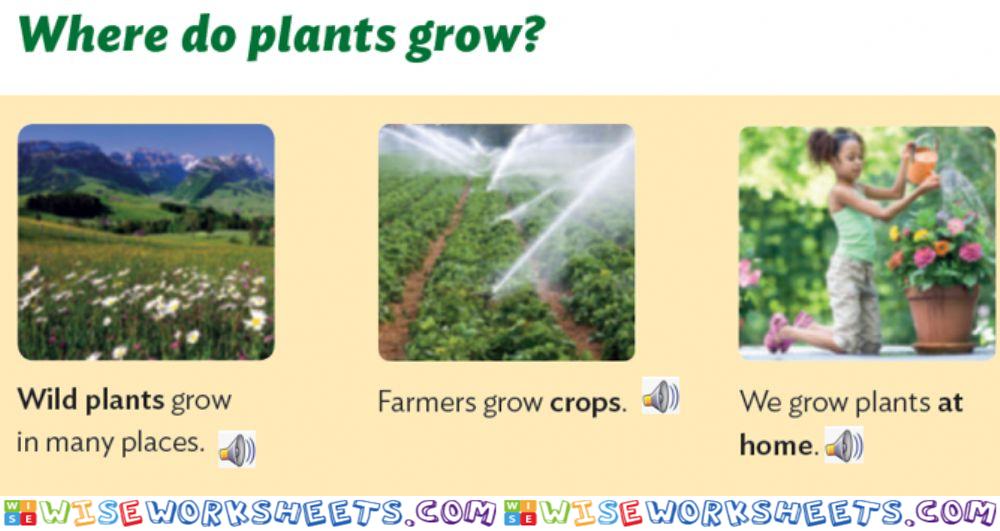 Where do plants grow?