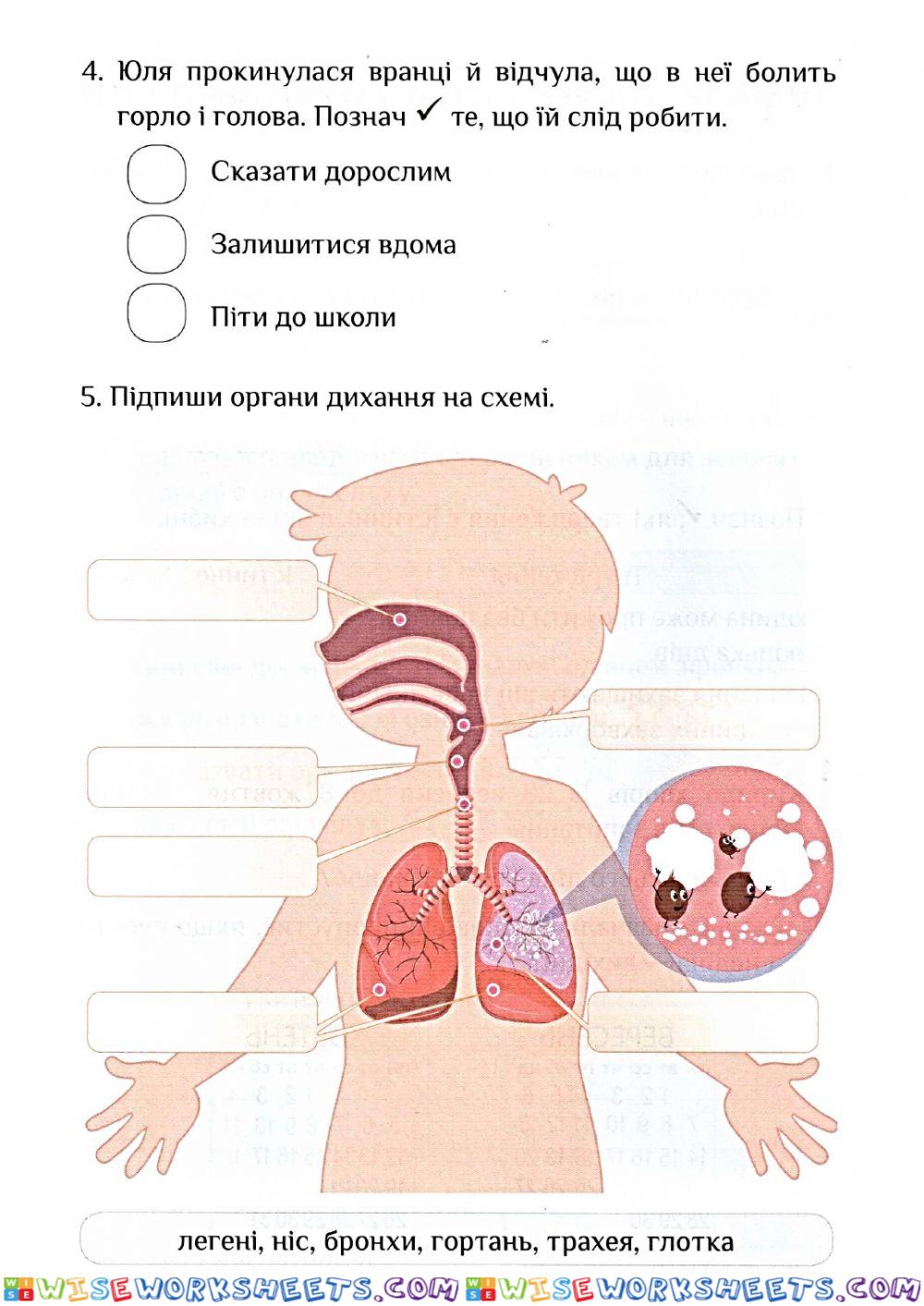 worksheet