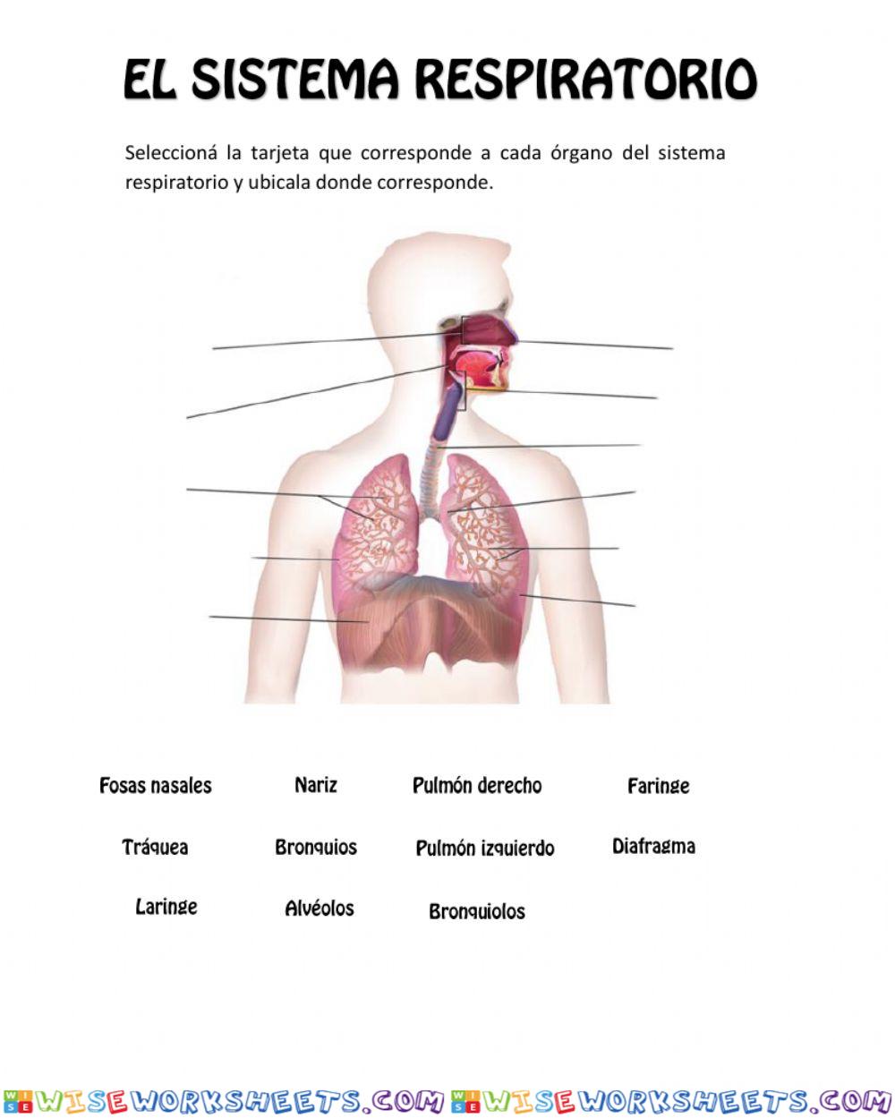 El sistema respiratorio