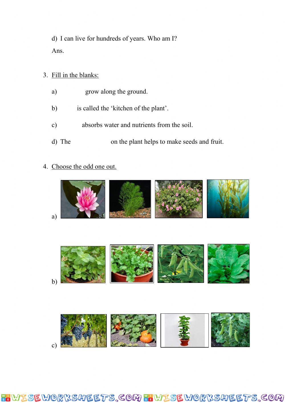 worksheet