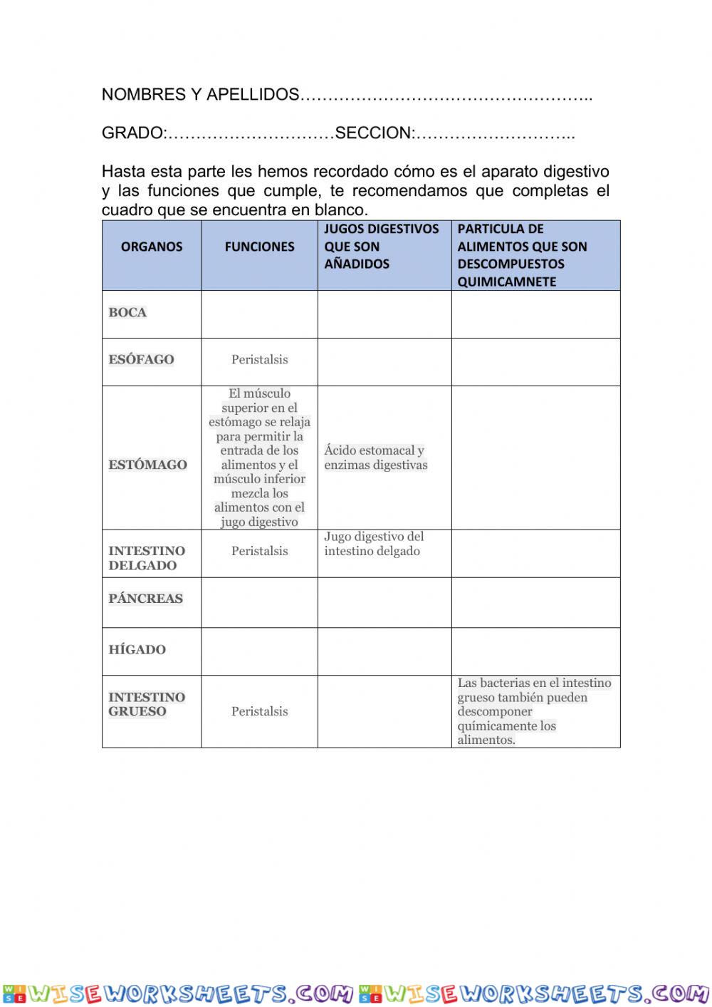 Funciones del sistema digestivo