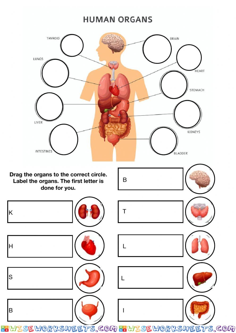 Organ match and label