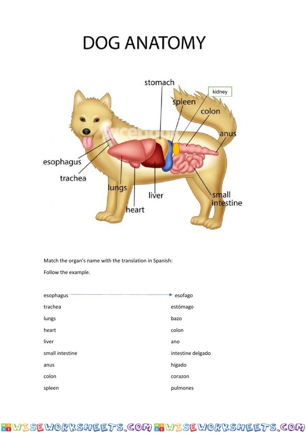 Dog Anatomy