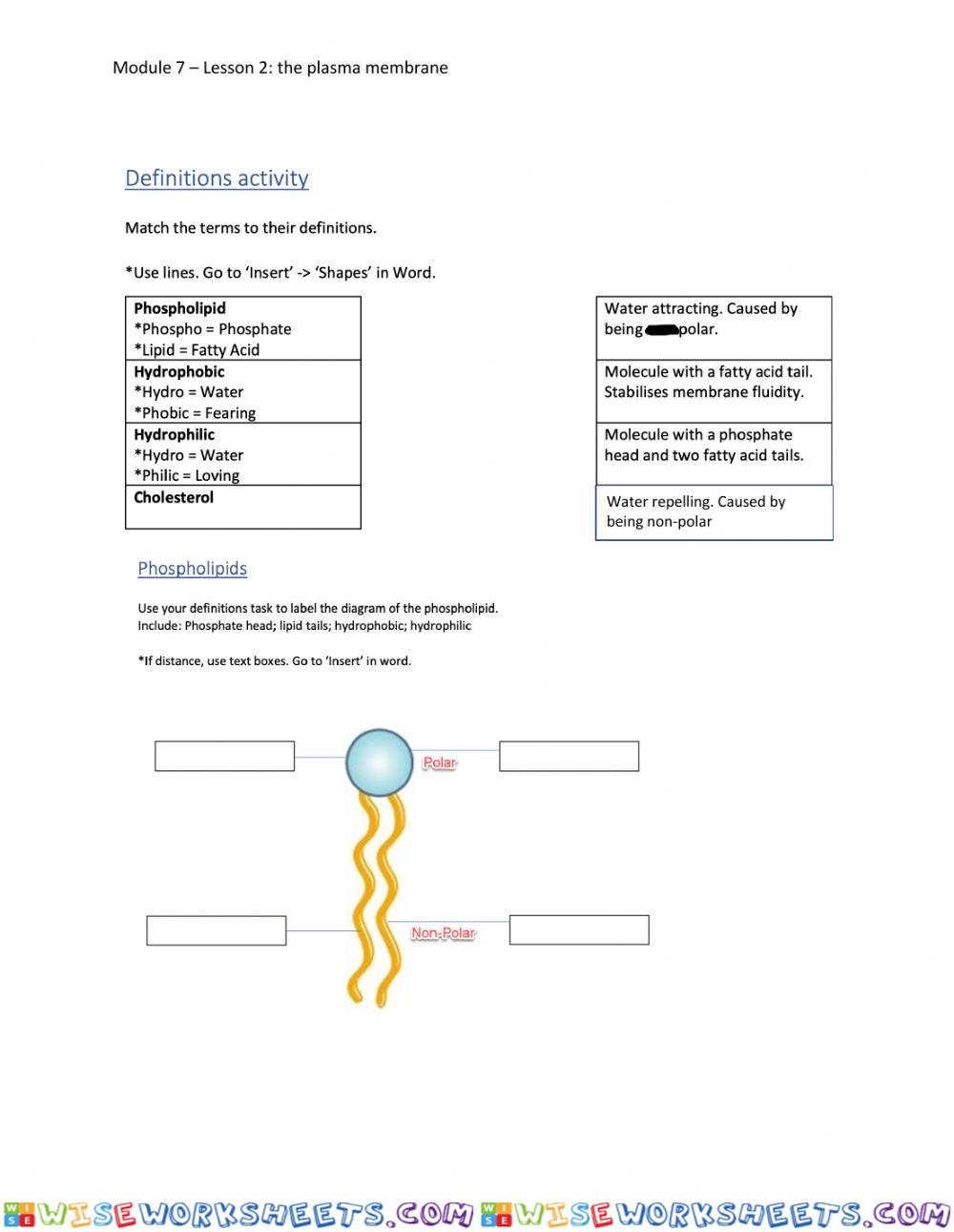 The plasma membrane