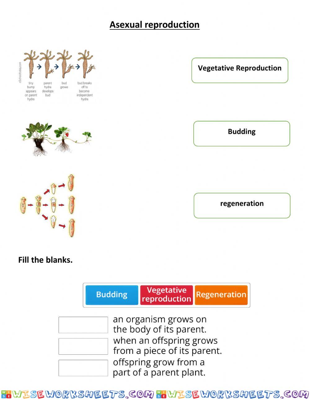 Asexual reproduction