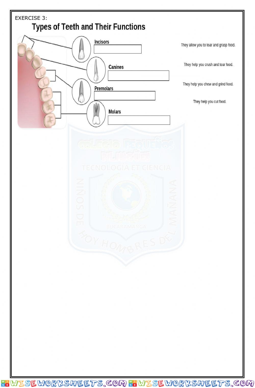 worksheet