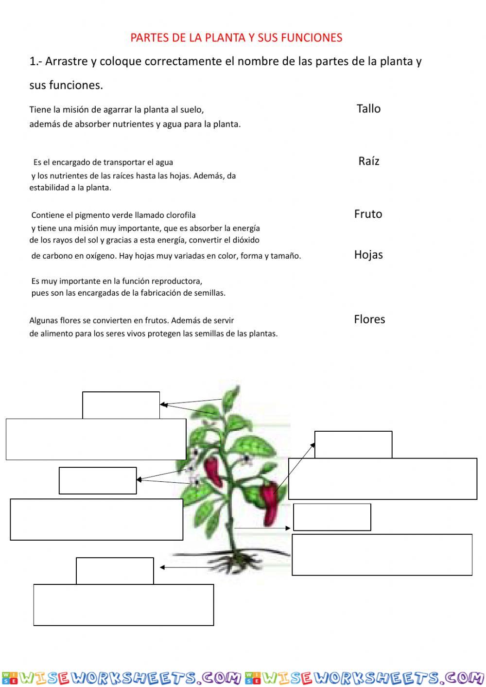 Las partes de las plantas y sus funciones