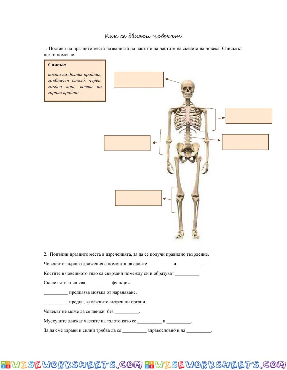 Как се движи човекът