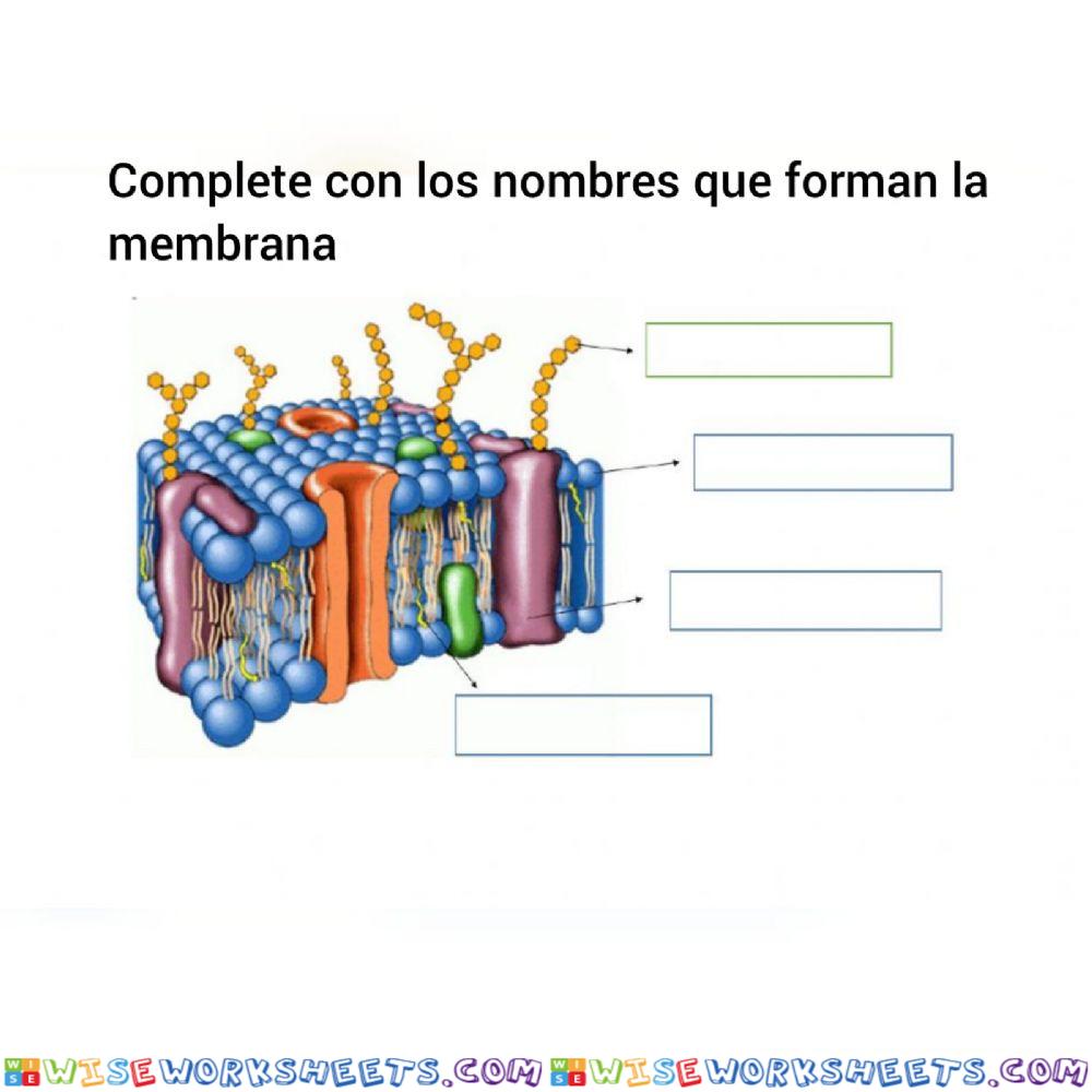 Membrana celular