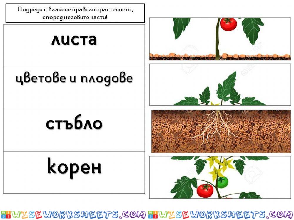 Околен свят - 1.клас