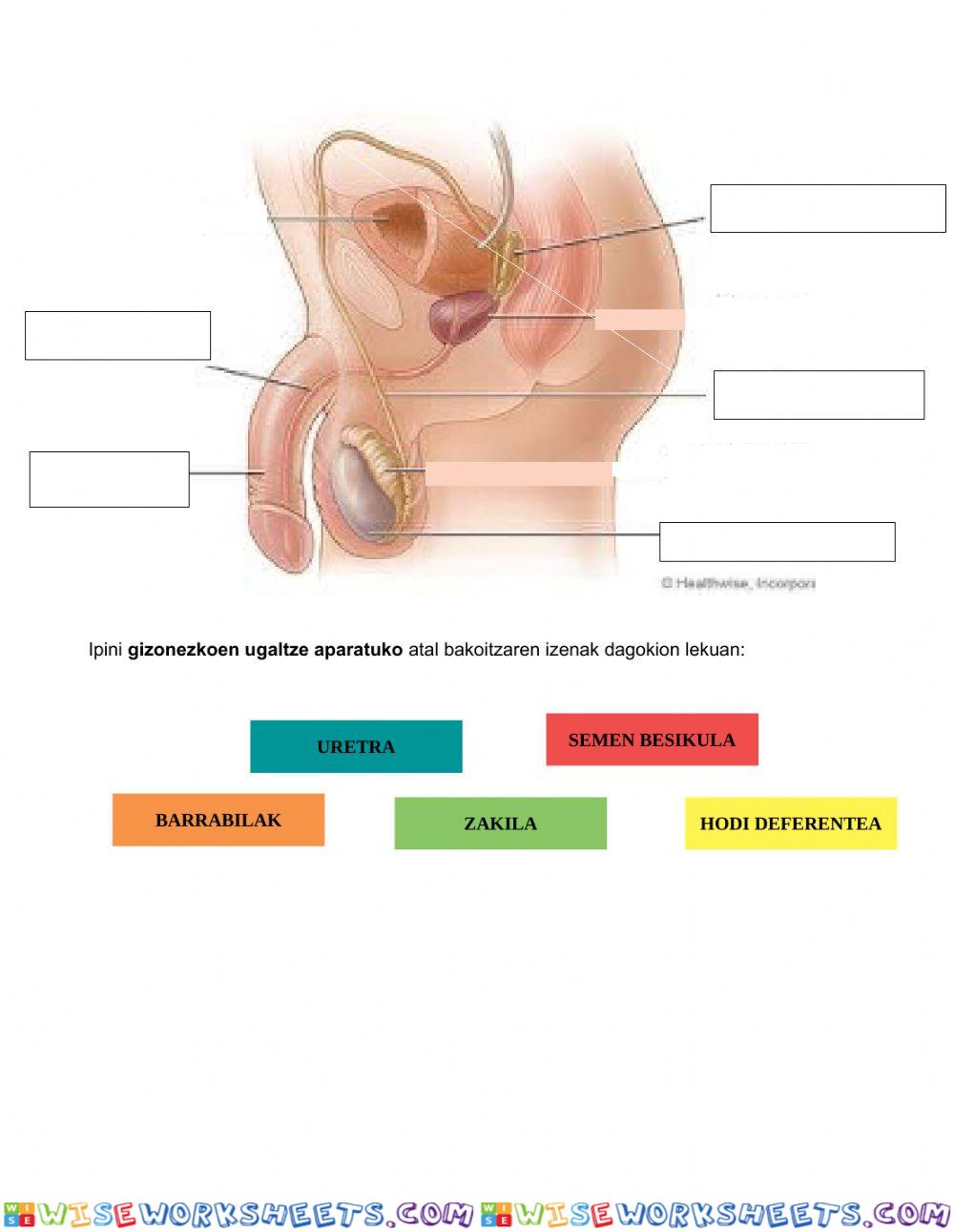 worksheet