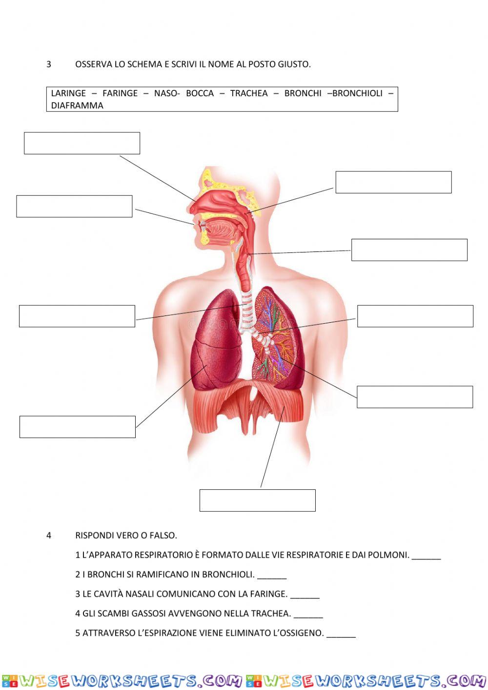 worksheet