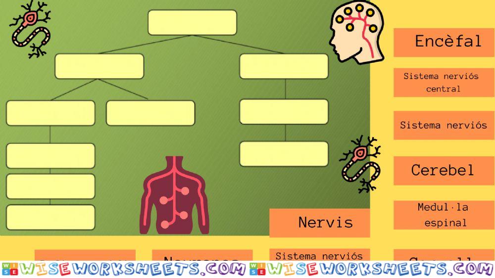 El sistema nerviós