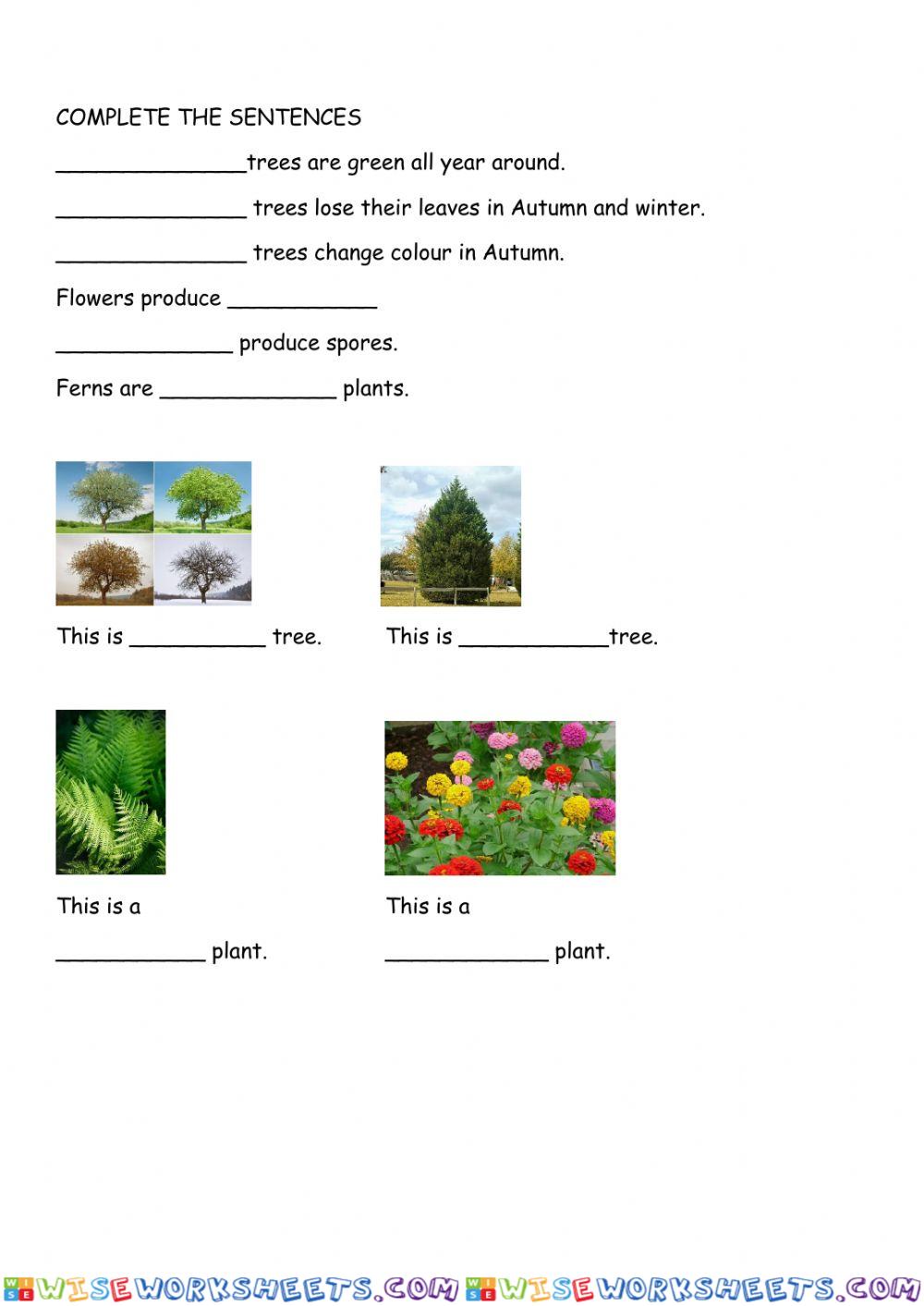 worksheet