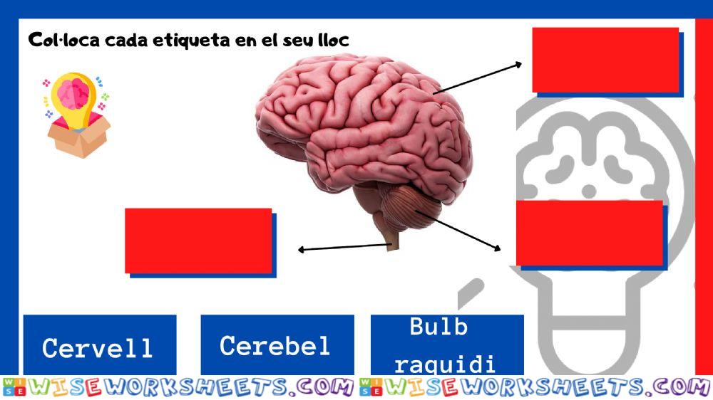 El sistema nerviós