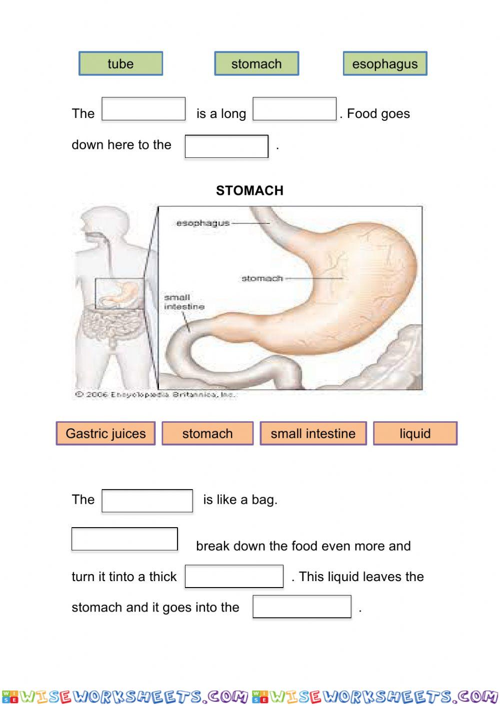 worksheet