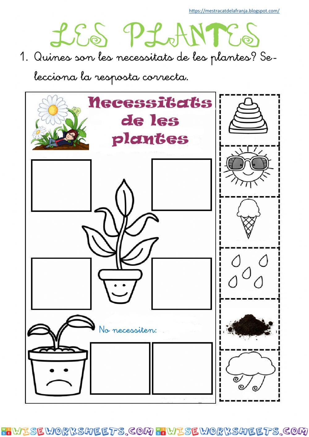 Les plantes (final)