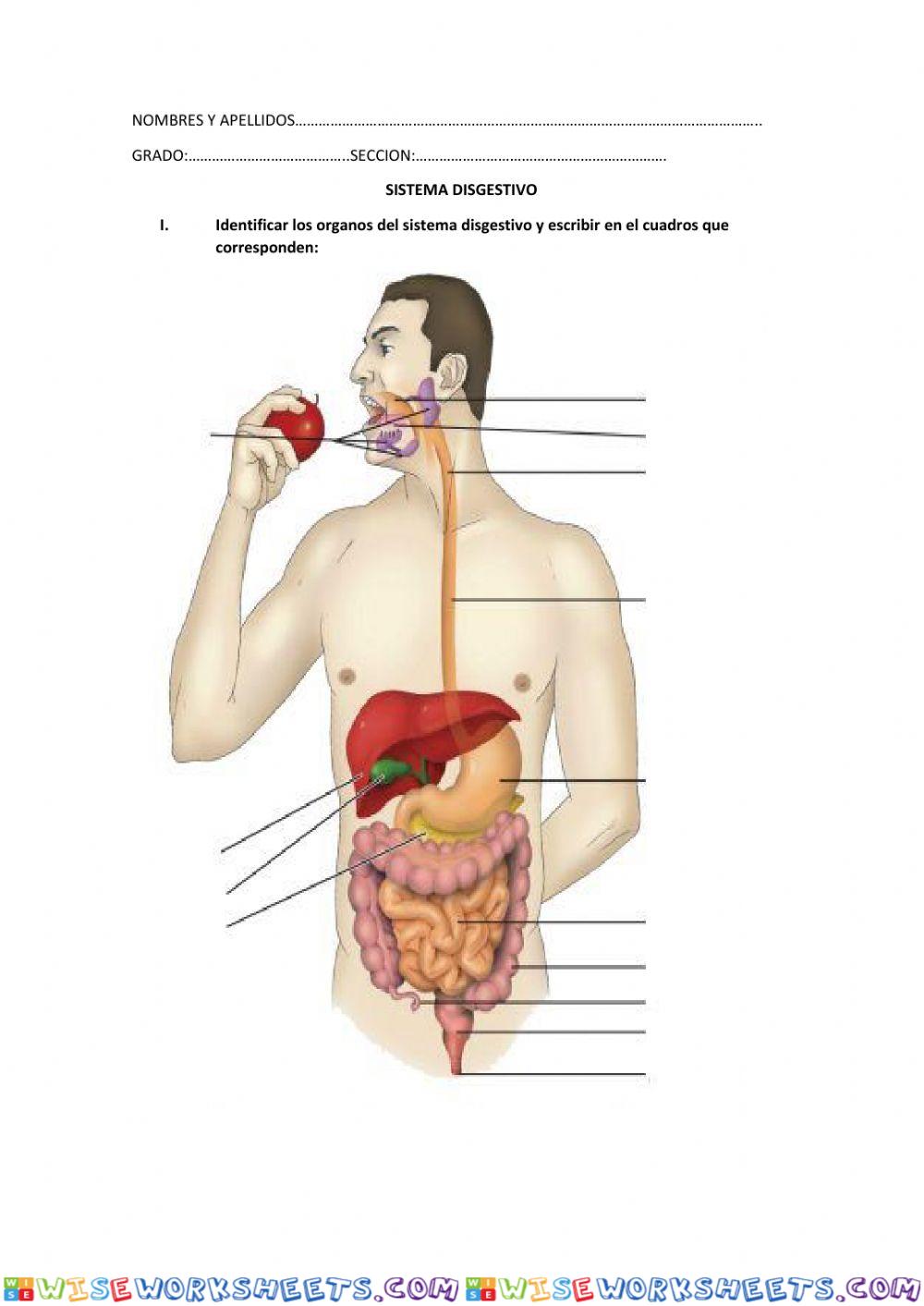 Identificar los órganos del sistema digestivo