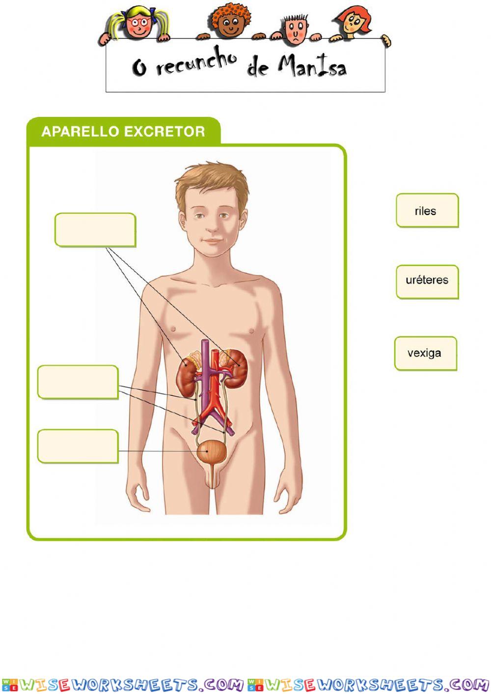 Aparello excretor 1