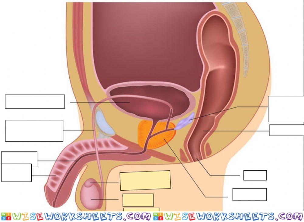 Male-reproductive-system-diagram