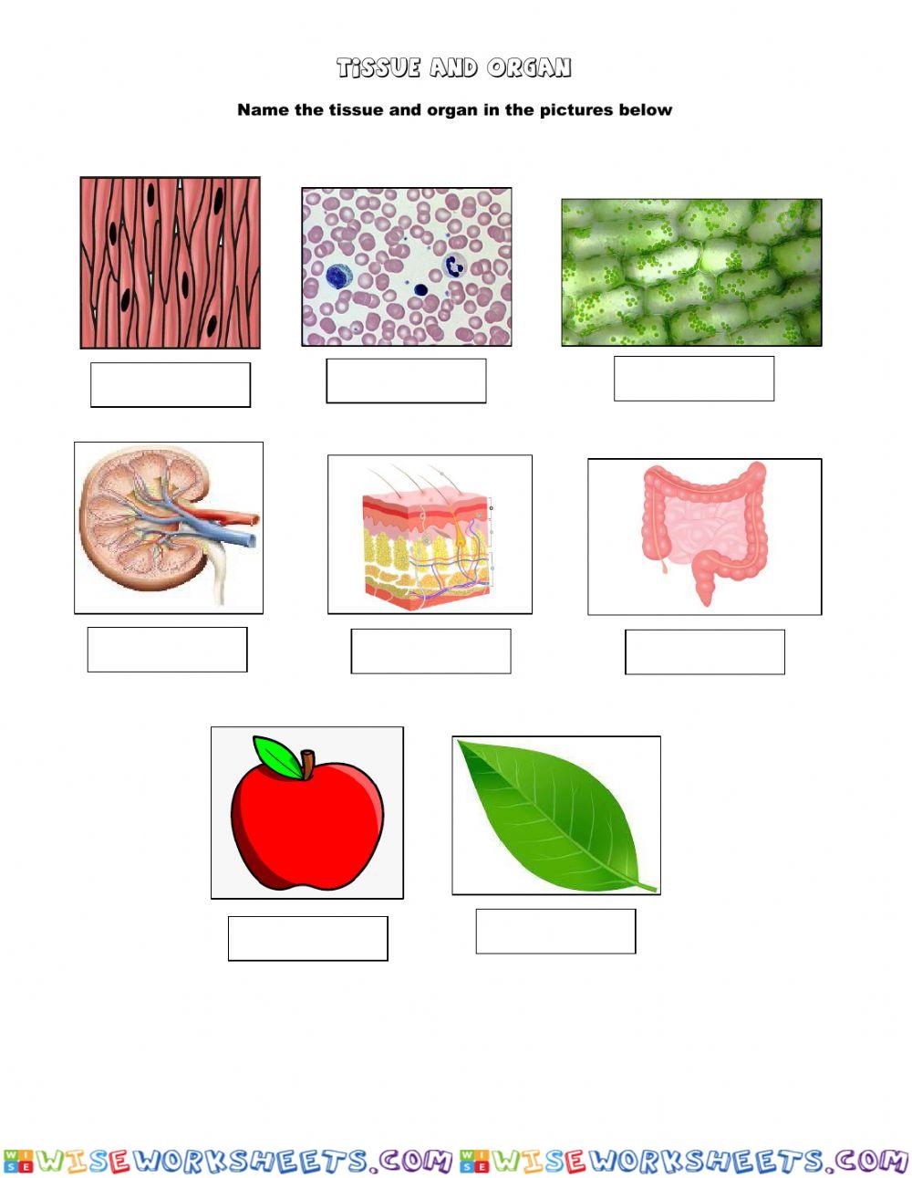 worksheet