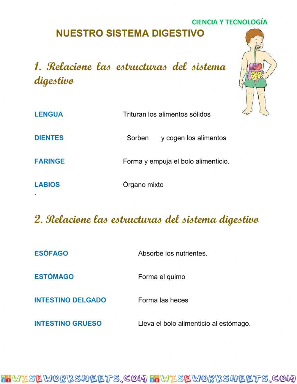 Nuestro Sistema Digestivo