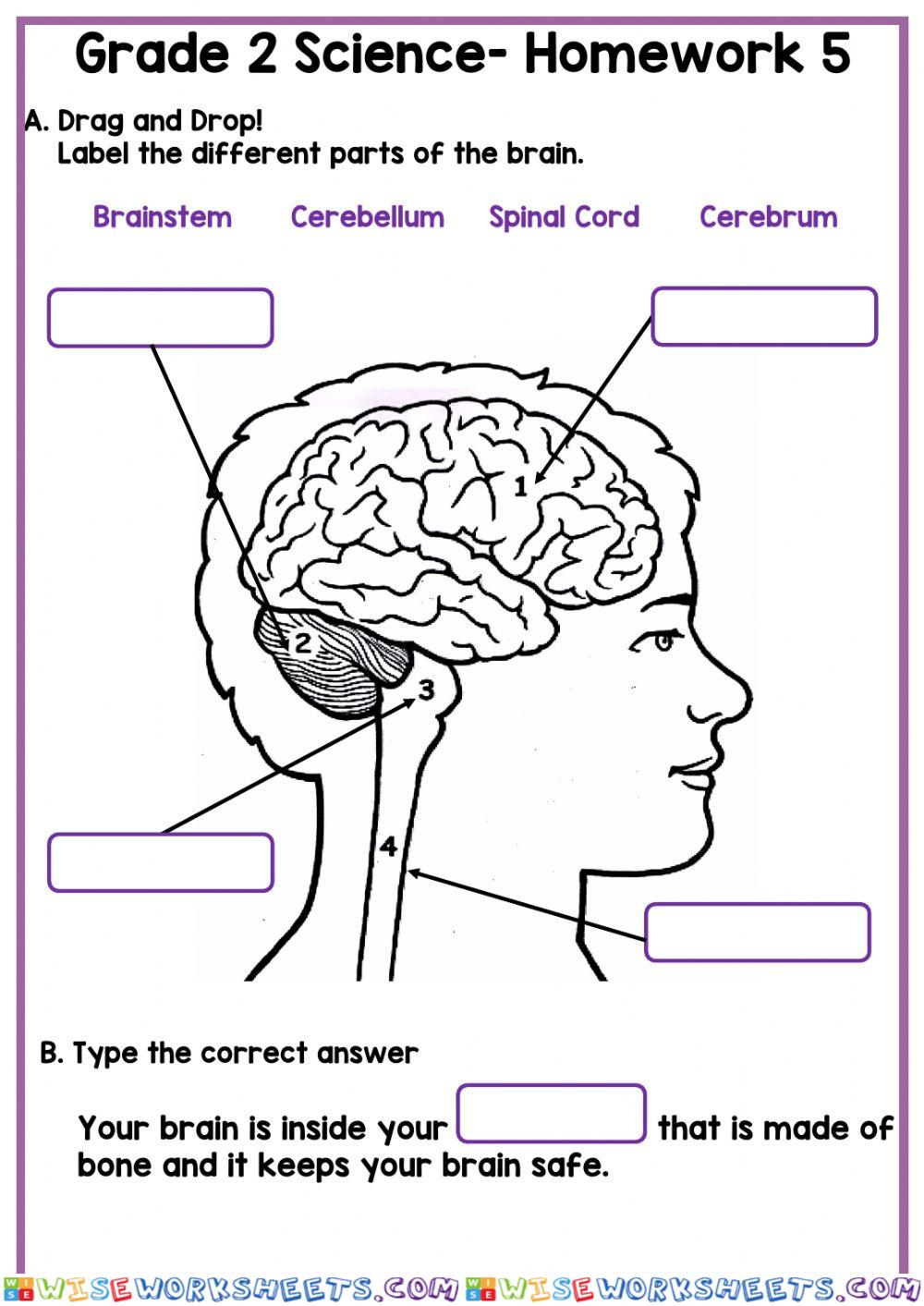 Brain and Matter Homework