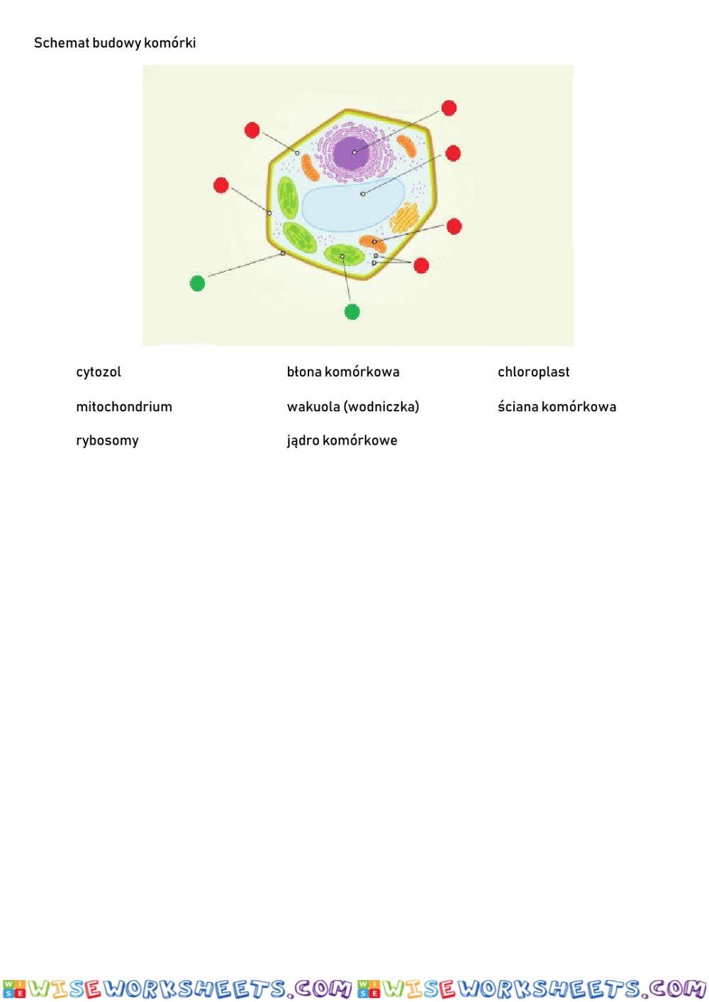 Schemat budowy komórki roślinnej