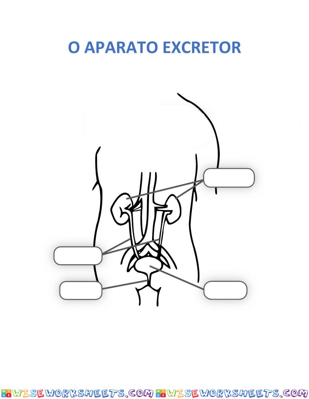 O aparato excretor