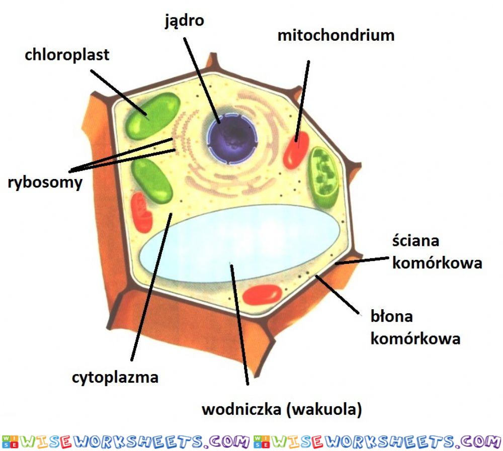 budowa komórki roślinnej