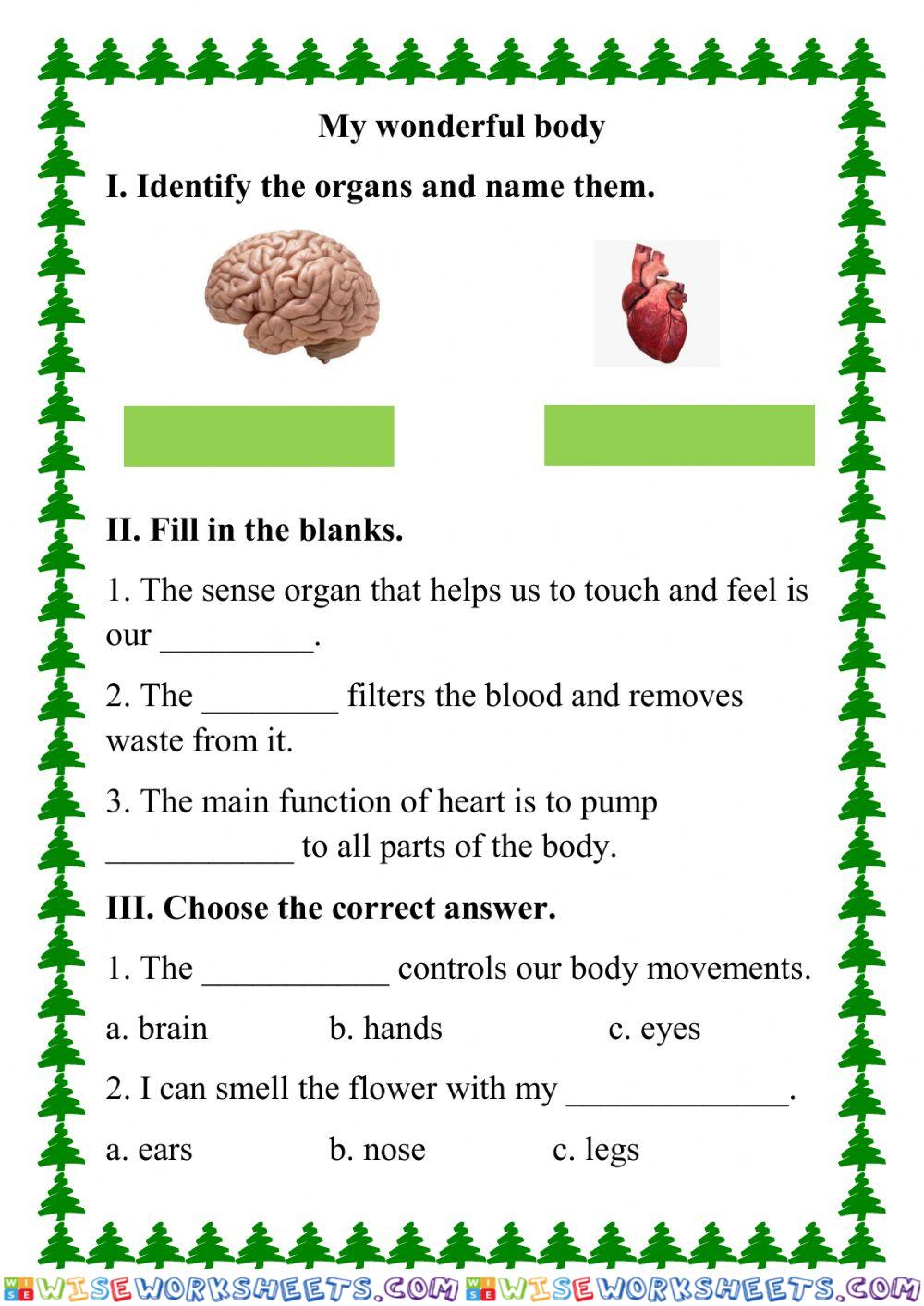 Human body
