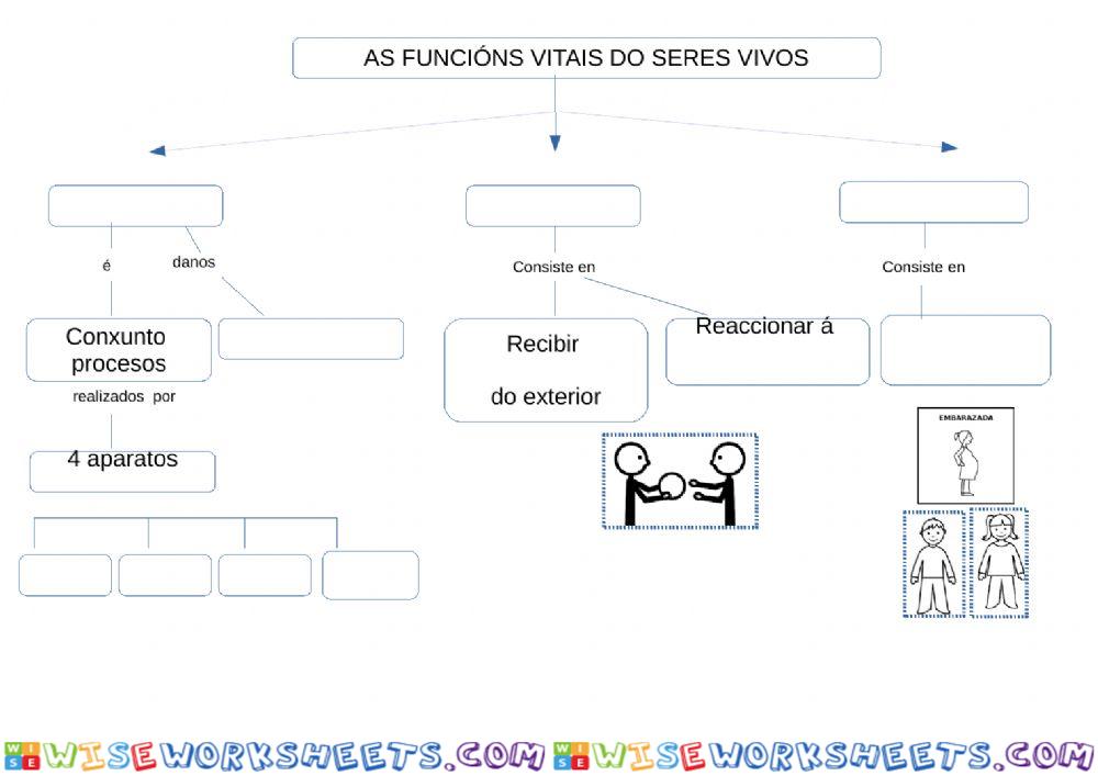 Esquema funcións vitais