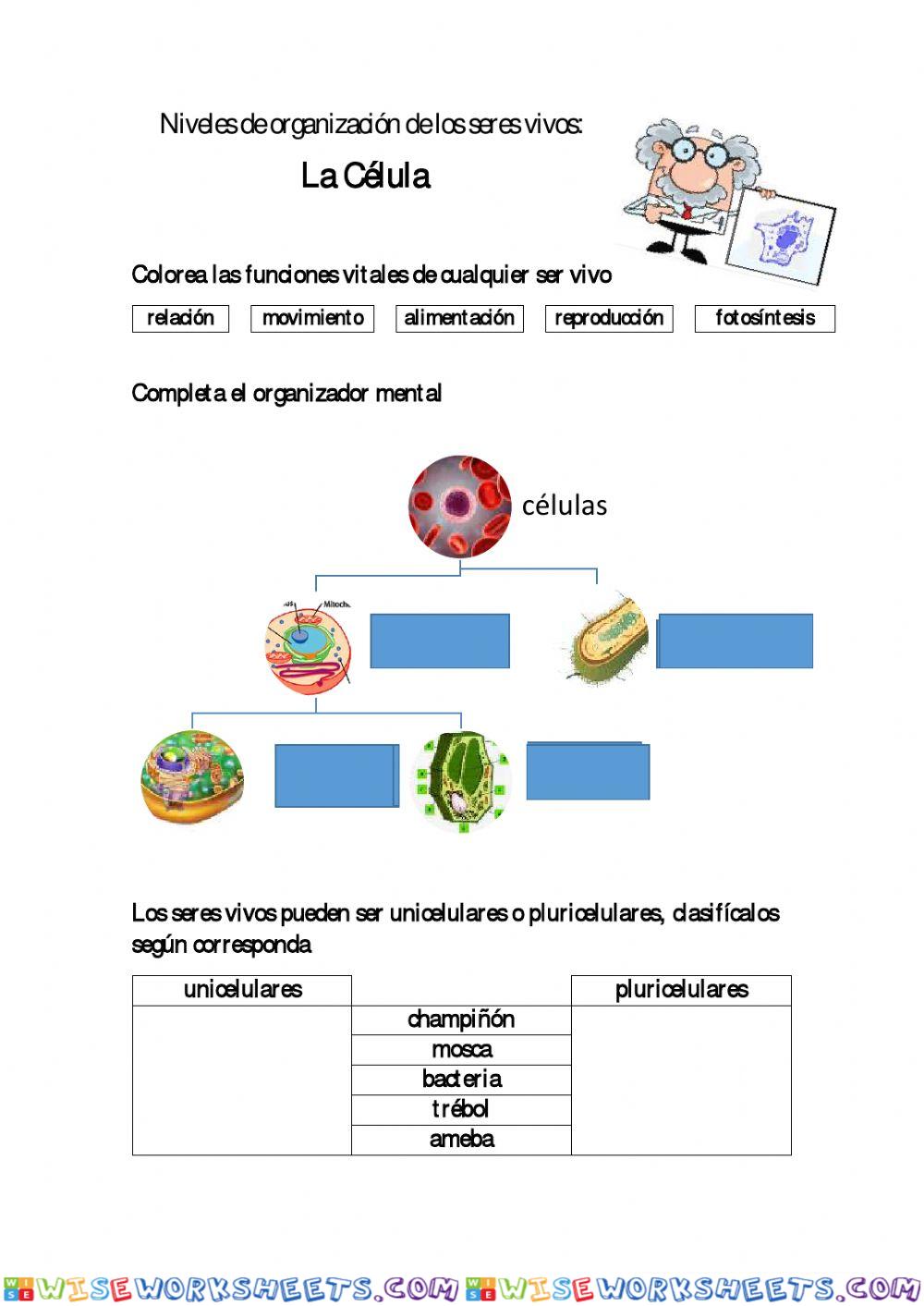 Organización de los seres vivos