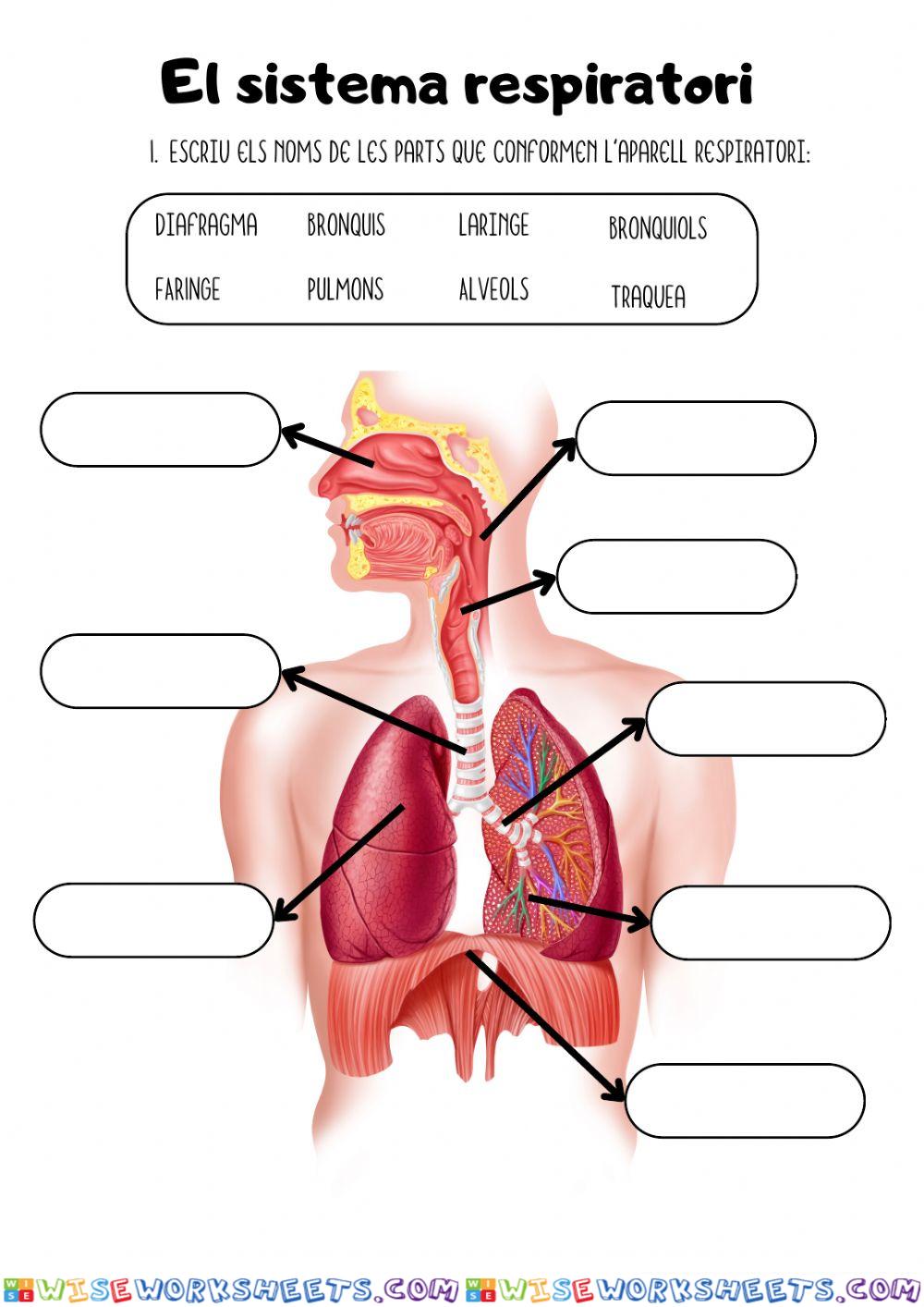 worksheet