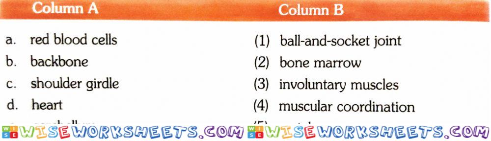 Human body - Match the following