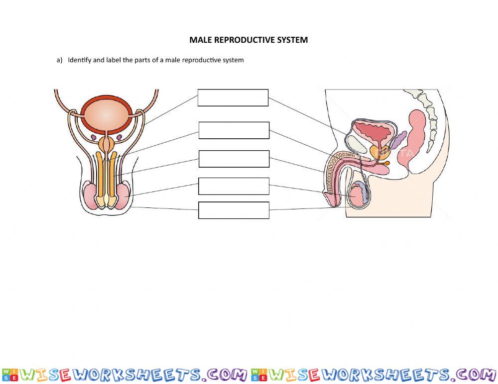 Human reproductive system