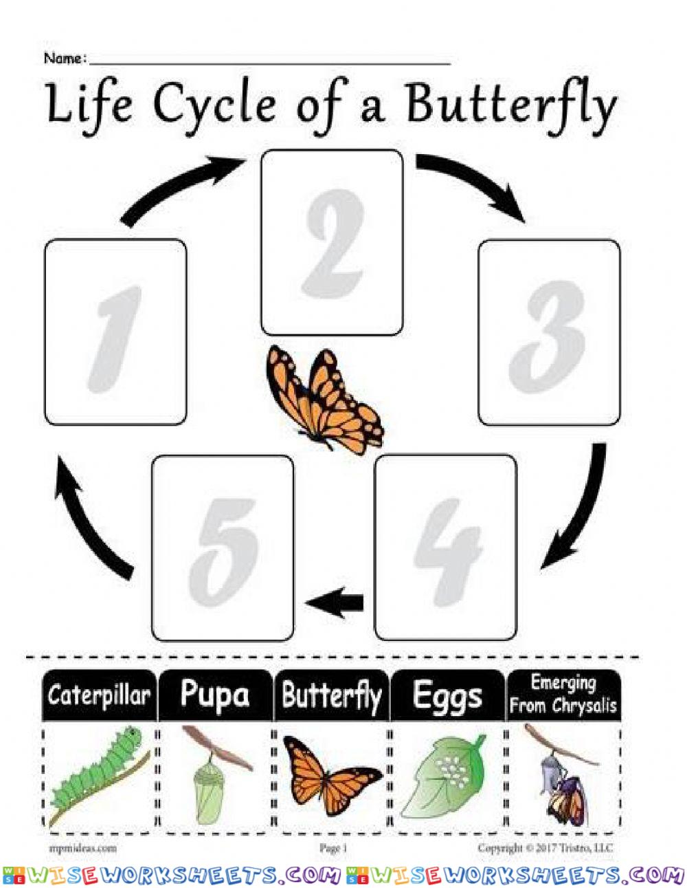 Life of Butterfly