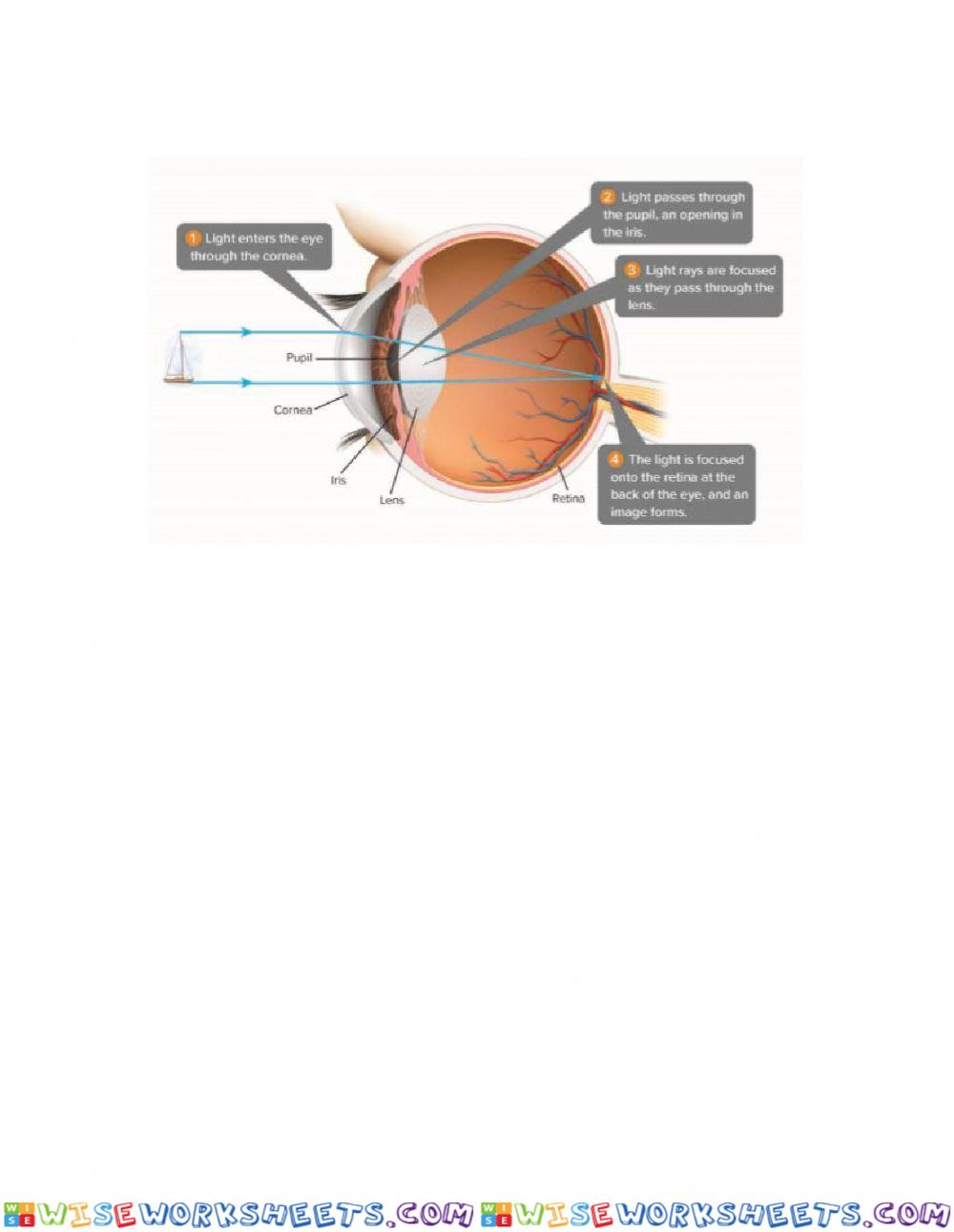 worksheet