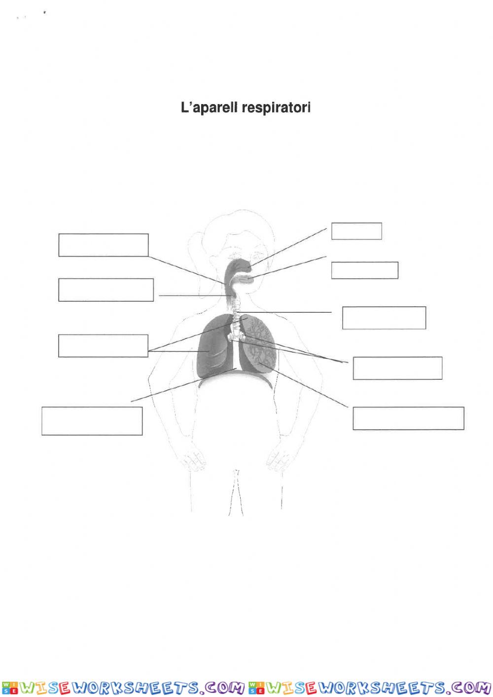 worksheet