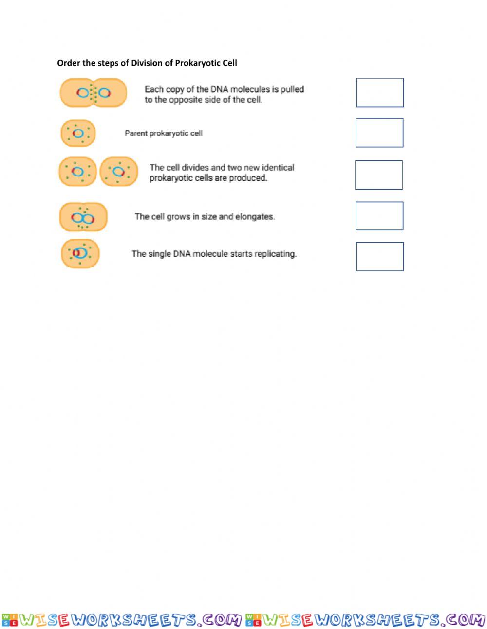 Binary fission