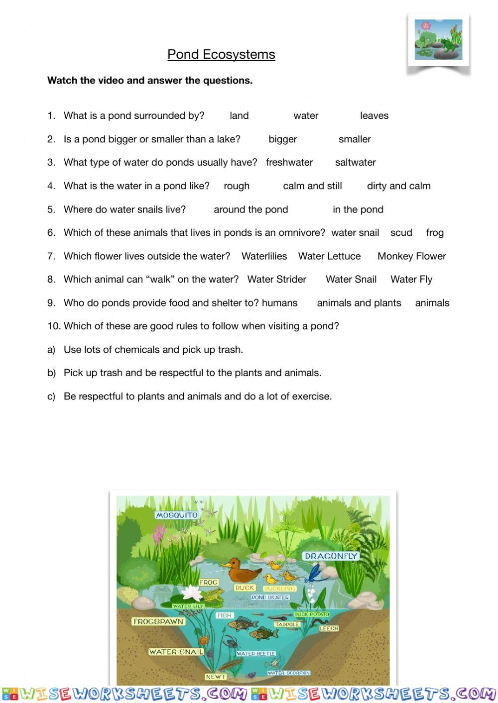 Pond ecosystems