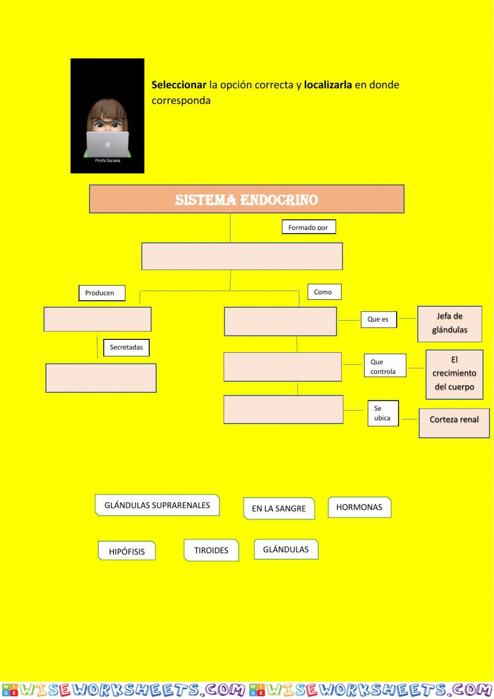 Sistema endocrino