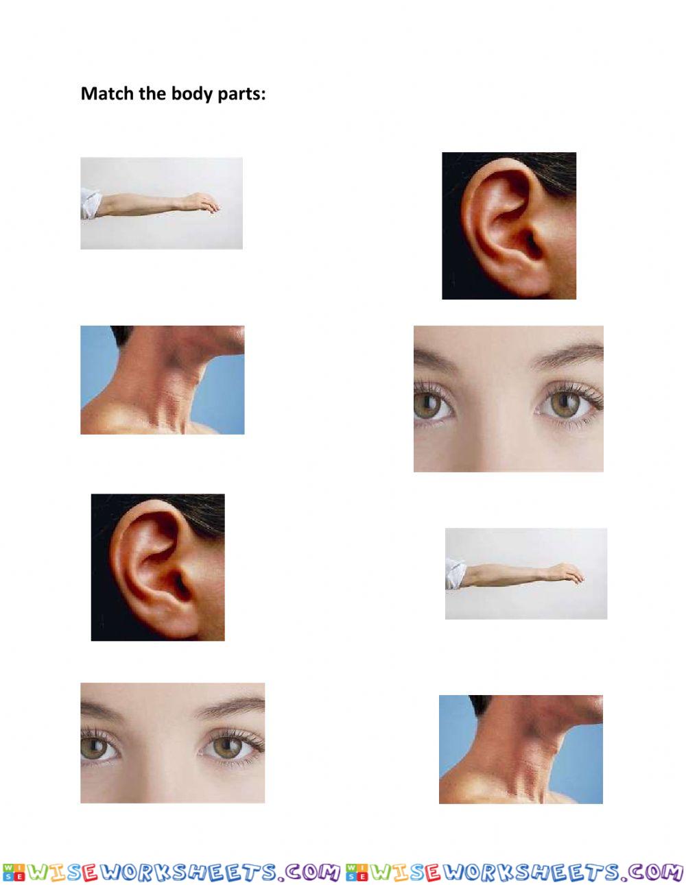 Body parts