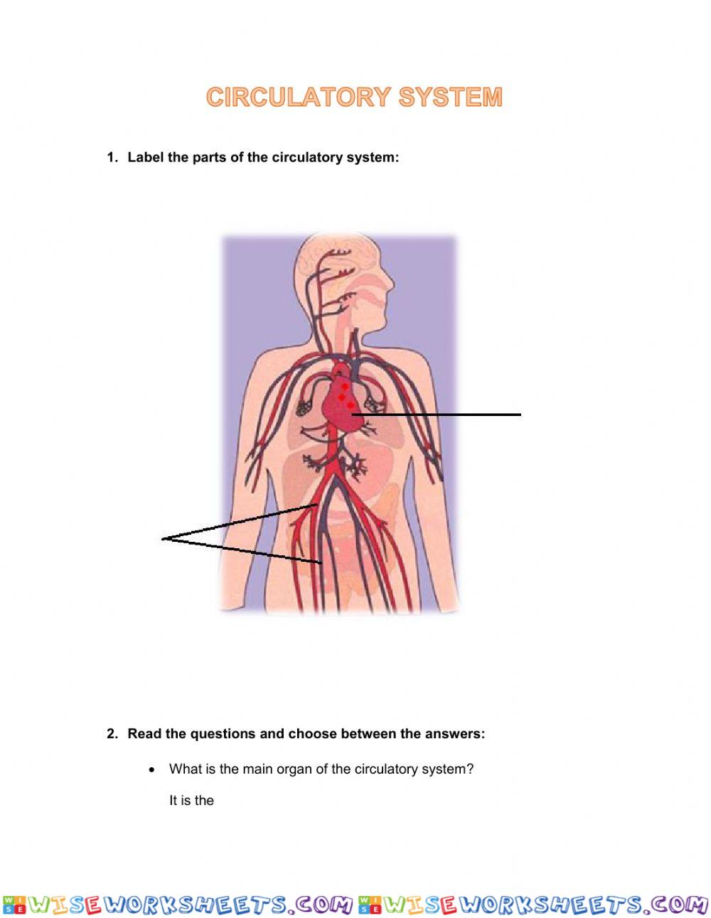 Circulatory System Worksheet