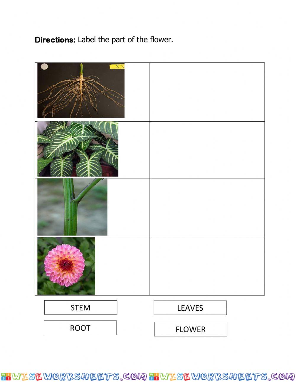 Liveworksheets-PARTS-OF-a-plant-vitali-MulawinEs-ARIP-MYRNA