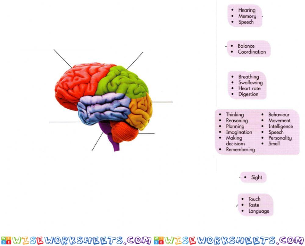 Sm sd 6 organ system 1