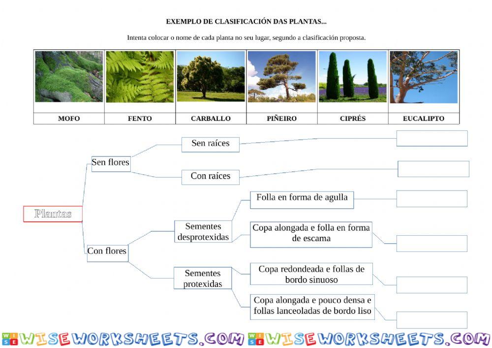 Clasificación de plantas